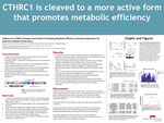 Evidence for CTHRC1 Cleavage and Role in Promoting Metabolic Efficiency: Potential Implications for Endurance Athletic Performance